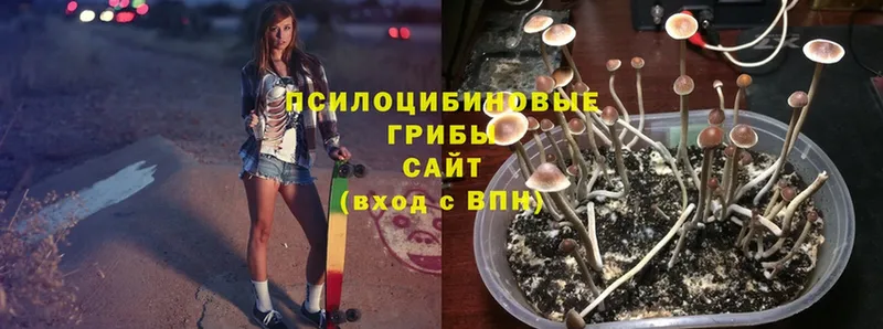 Галлюциногенные грибы Psilocybe  Уяр 